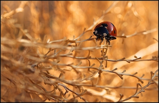2012-03-23 / Mickmac
Mickmac - [ Macro et proxi-photo ]
