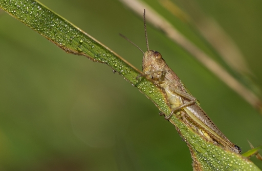 2012-07-25 / neosilencers
neosilencers - [ Macro et proxi-photo]
