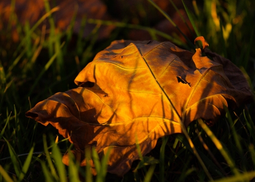 2012-11-28 / I.JUJU
Par I.JUJU - [ Arbres / Forets / Vegetation ]
