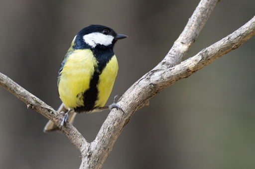 2013-03-31 / Netgabe
Netgabe [ Faune sauvage ]
