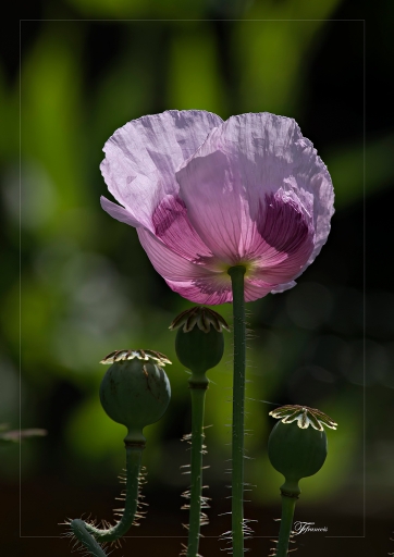 2013-09-17 / deche
deche [ Fleurs ]
