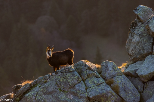 2012-11-14 / ducatst2
Par ducatst2 - [ Faune sauvage ]
