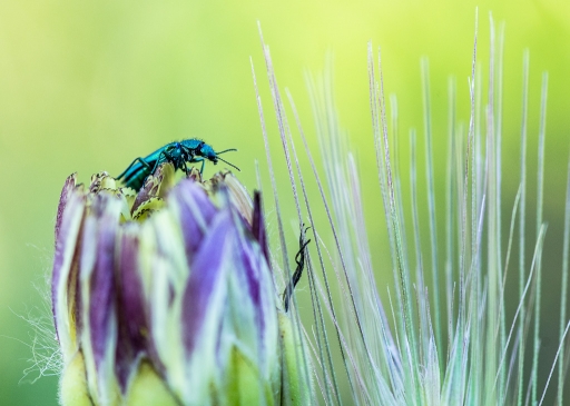 2014-06-08 / miczfr
miczfr - [ Macro et proxi-photo ]
