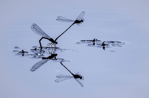 2014-06-15 / olilignan
olilignan - Macro et Proxi 2014 part 4 
(ombres et lumieres)
