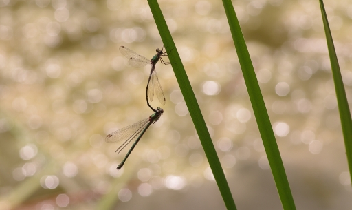 2014-07-29 / macmini95
macmini95 [ Macro et proxi-photo ]
