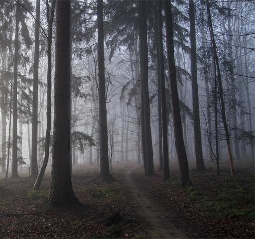 2015-02-19 / elficologue
elficologue [ Arbres / Foret / Vegetation ]
