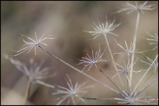 2015-03-05 Mickmac
Mickmac [ Fleurs ]
