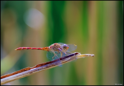 2015-08-13 / Mickmac
Mickmac [ Macro et proxi-photo ]
