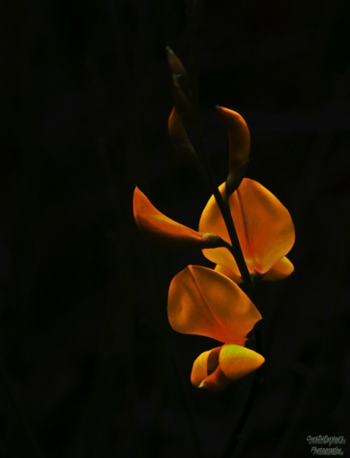 2015-09-03 / OursDePyrene
OursDePyrene [ Fleurs ]
