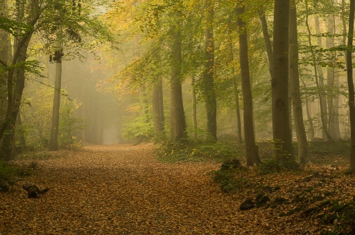 2015-11-05 / step55
step55 "Une journee d'automne"
