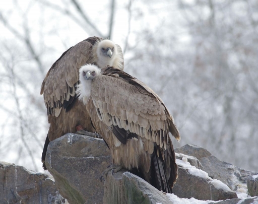 2016-01-28 / Papy57
papy57 "Parc animalier de Ste-Croix"

