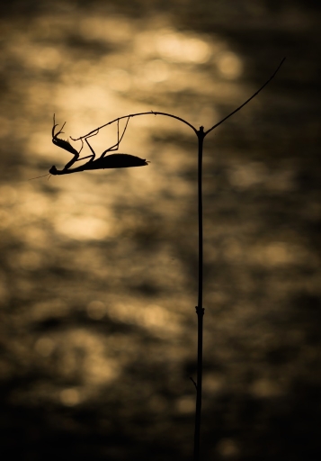 2016-10-23 / olilignan
olilignan - "Les macros d'Oli part 5"
