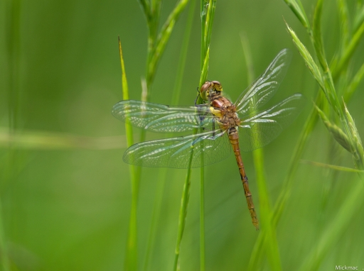 2017-01-09 / Mickmac
Mickmac [ Macro et proxiphotographie nature ]
