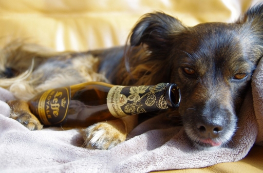 Concours Premier avril 2017
elficologue "mais ou est donc cette derniere biere? Gibson, Non!!!"
