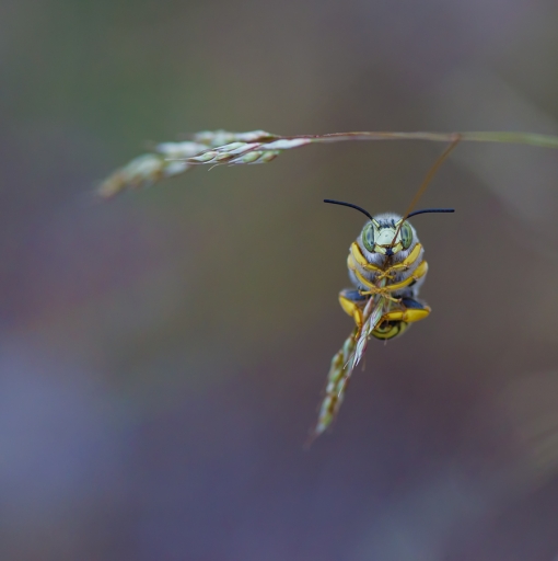 2017-06-12 / olilignan
olilignan "A grande ouverture"
