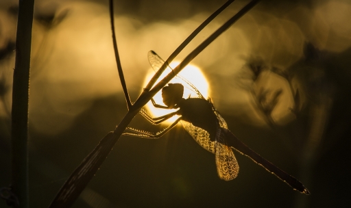 2017-09-18 / SPentaxQR
SPentaxQR [Macro et proxiphotographie nature]
