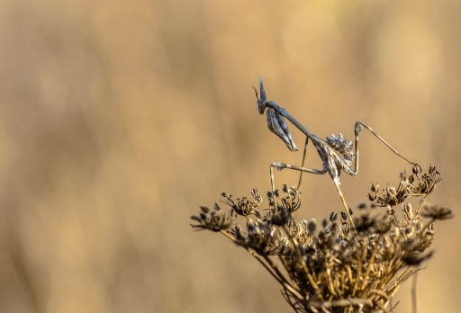 2017-11-05 SPentaxQR
SPentaxQR [Macro et proxiphotographie nature]
