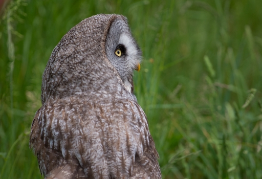 2017-11-19 / Mickmac
Mickmac [Animaux domestiques ou captifs]
