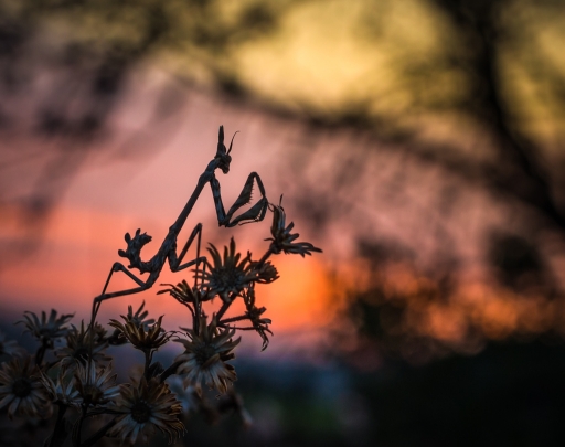 2018-02-26 olilignan
olilignan "Empuses hivernales"
