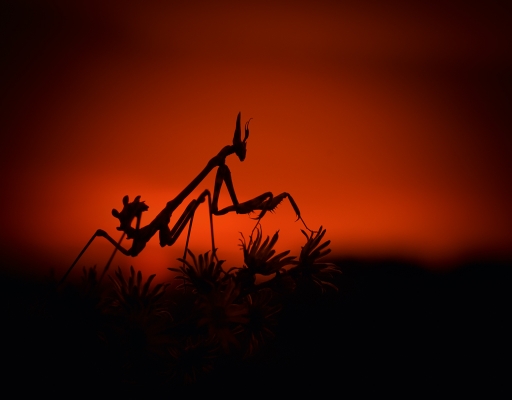 2018-03-11 olilignan
olilignan [Macro et proxyphotographie nature]
