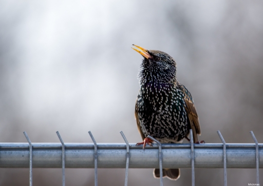 2018-03-19 Mickmac
Mickmac [Faune sauvage]
