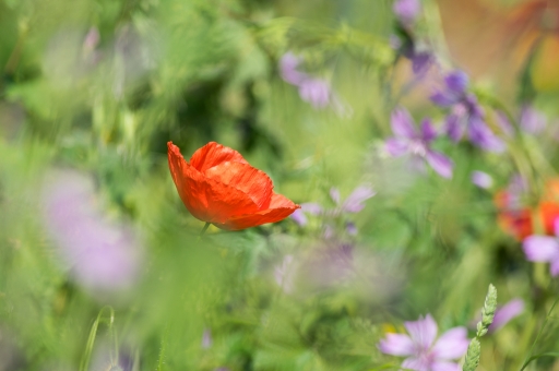 [Sortie macro et proxi 2018]
ASM 
