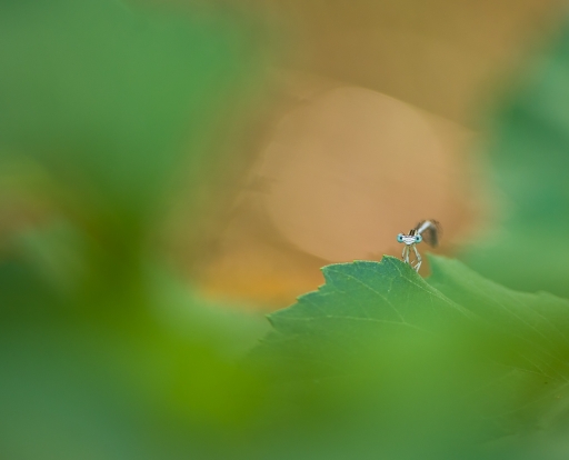 2018-08-06 olilignan
olilignan "Lestes et Agrions"
