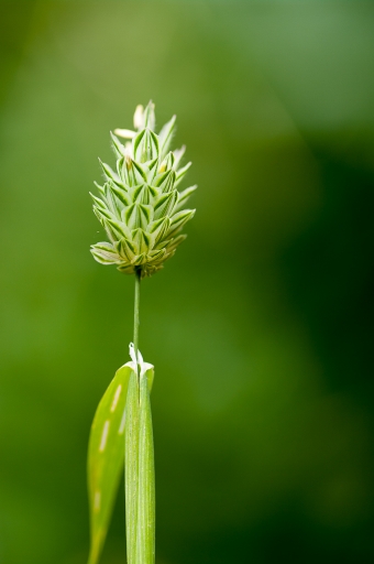 2015-06-25 / TOFTOF
TOFTOF [ Fleurs ]
