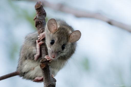 2019-01-07 degun13113
degun13113 [Faune sauvage]
