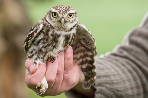 2020-03-16 j__c
j__c [Faune sauvage]
