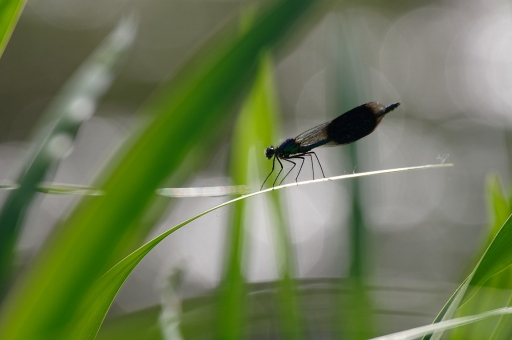 2020-05-26/ charlysouho
charlysouho  [Macro et proxiphotographie nature]
