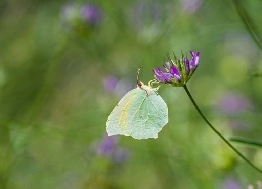2020-06-29 / olilignan
olilignan [Macro et proxiphotographie nature] 
