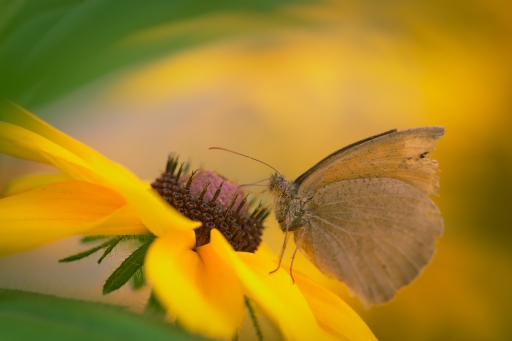 2020-09-21 Dan2
Dan2 [Macro et proxiphotographie nature] 
