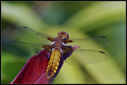 Avril 2011 - marc_delamain
Avril 2011 - marc_delamain
