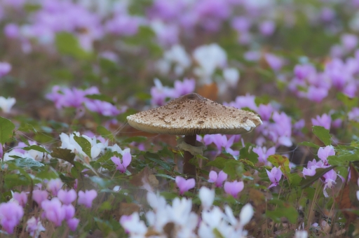 2020-11-09 vinhug
vinhug [Macro et proxiphotographie nature] 
