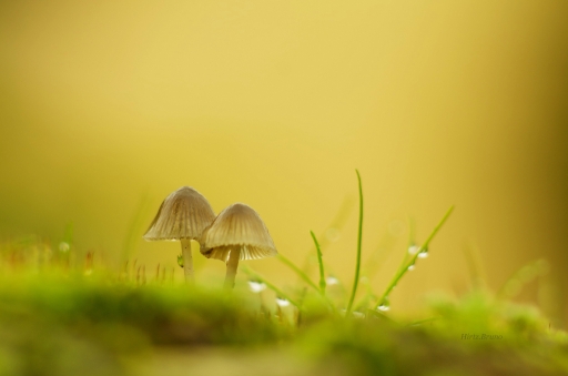 2020-11-16 yuma
yuma [Macro et proxiphotographie nature] 
