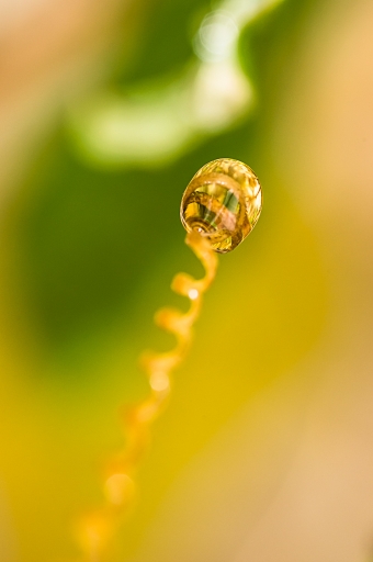 2012-10-01 / flp
Par flp - [ Gouttes ]
