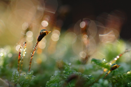2020-12-21 charlysouho
charlysouho [Macro et proxiphotographie nature] 

