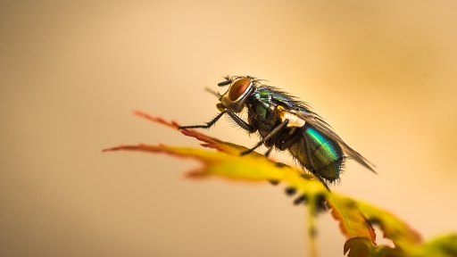 2015-04-28 / galuchar
galuchar [ Macro et proxi-photo ]
