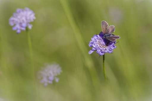 2020-06-01 Opus21
Opus21 [Macro et proxiphotographie nature]
