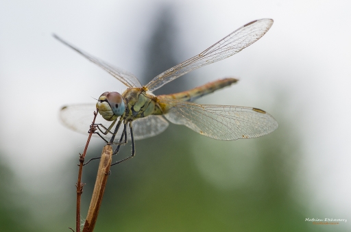 2017-07-10 / Ace_Denghar
Ace_Denghar [ Macro et proxiphotographie ]
