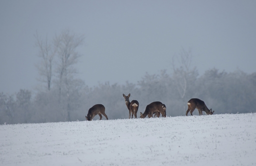 2021-01-24 charlysouho
charlysouho [Faune sauvage] 
