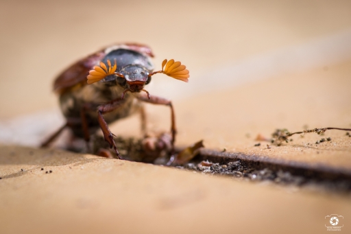 2021-05-11 nicolas03
nicolas03 [Macro et proxiphotographie nature] 
