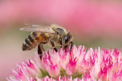 2021-06-01 K1ribou
K1ribou [Macro et proxiphotographie nature] 
