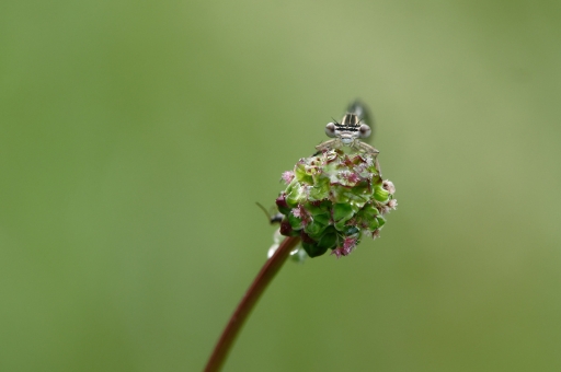 2021-06-08 charlysouho
charlysouho [Macro et proxyphotographie nature]
