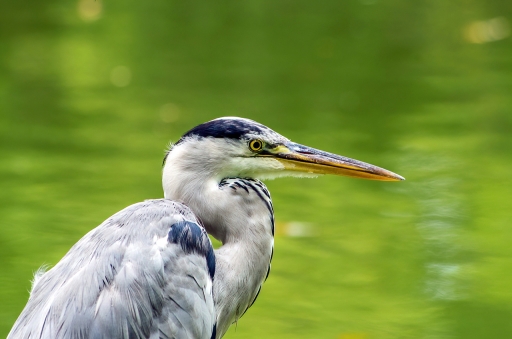 2021-08-24 Yukumizu
Yukumizu [Faune sauvage]
