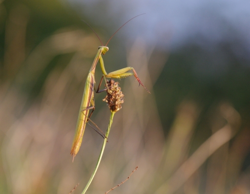 2021-09-13 papy57
papy57 [Macro et proxiphotographie nature] 
