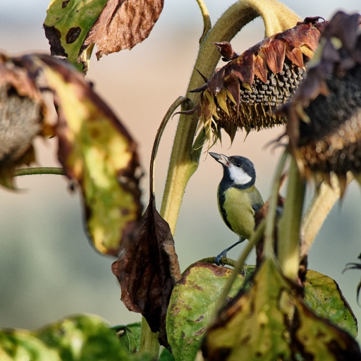 2021-10-05 charlysouho
charlysouho [Faune sauvage]
