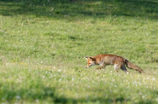 2021-11-23 Mitoufle
Mitoufle "Renards"
