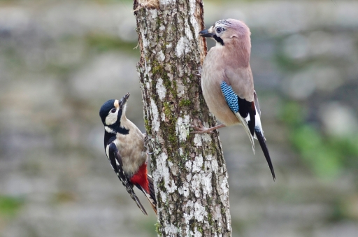 2022-02-15 Mitoufle
Mitoufle [Faune sauvage]
